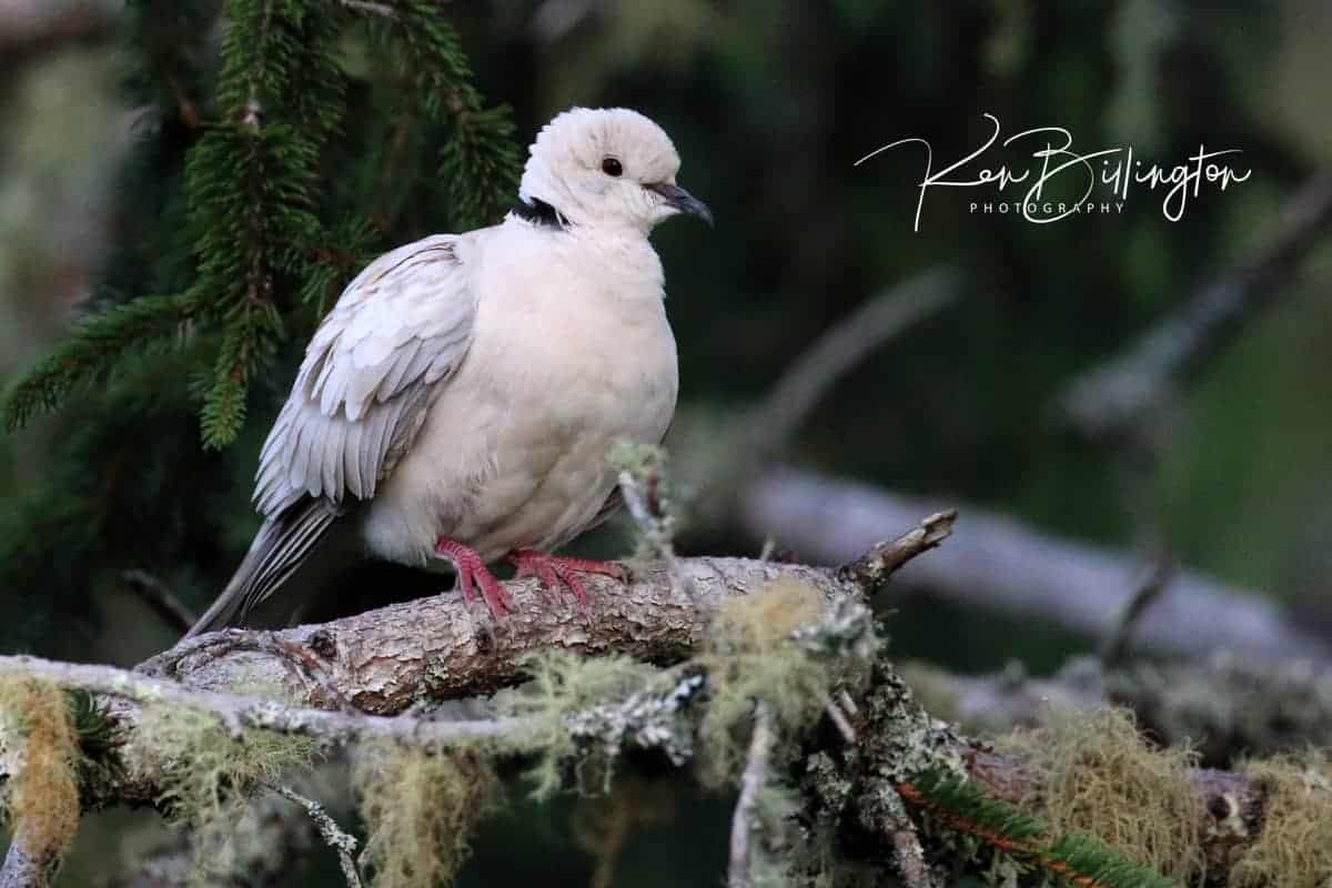 Barbary Collared Dove
