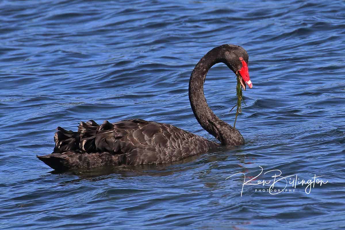 Black Swan Feeding