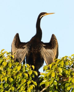Australian Darter, Male, Out to Dry