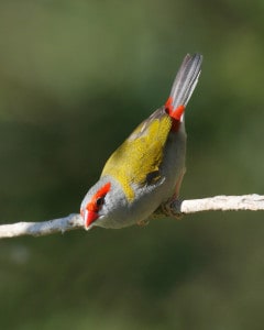 Red-browed Finch About to Take Off
