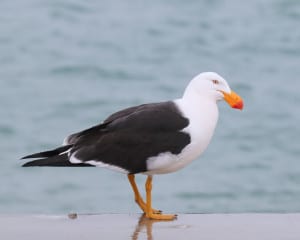Pacific Gull on a Wet Morning