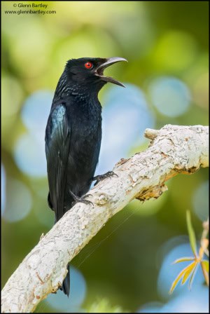 Spangled Drongo