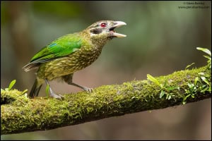 Spotted Catbird