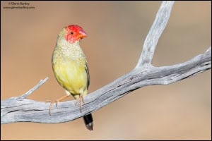 Star Finch