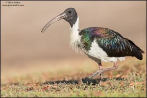 Straw-necked Ibis