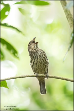 Tooth-billed Bowerbird