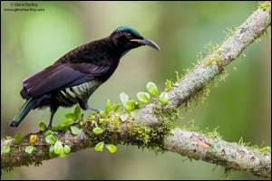 Victoria's Riflebird