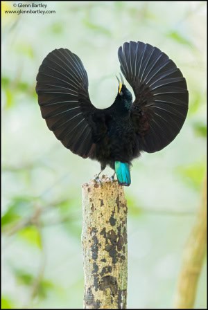 Victoria's Riflebird