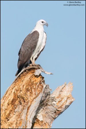 White-bellied Sea Eagle