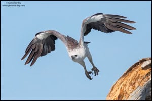 White-bellied Sea Eagle