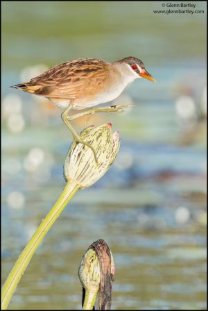 White-browed Crake