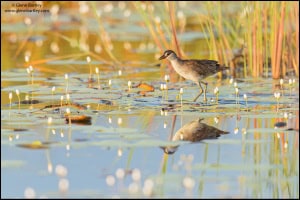 White-browed Crake