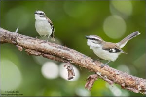 White-browed Robin