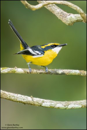 Yellow-breasted Boatbill