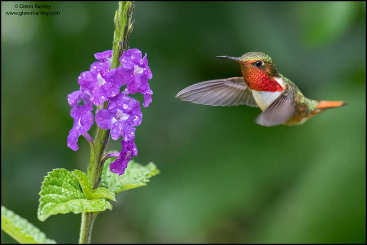 Scintilant Hummingbird