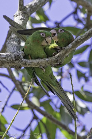 Cuban Parakeet Psittacara Euops