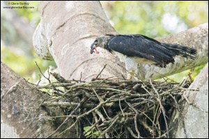 Harpy Eagle (Harpia Harpyja)