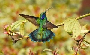 Mexican Violetear Hummingbird