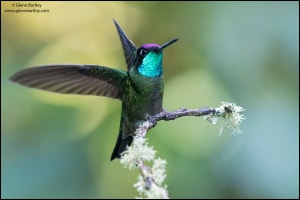 Talamanca Hummingbird 
