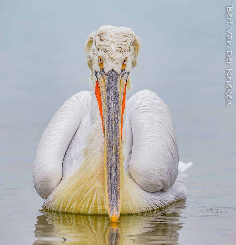 Dalmatian Pelican Pelecanus Crispus Focusing On Wildlife Dalmatian Pelican Pelecanus Crispus Focusing On Wildlife