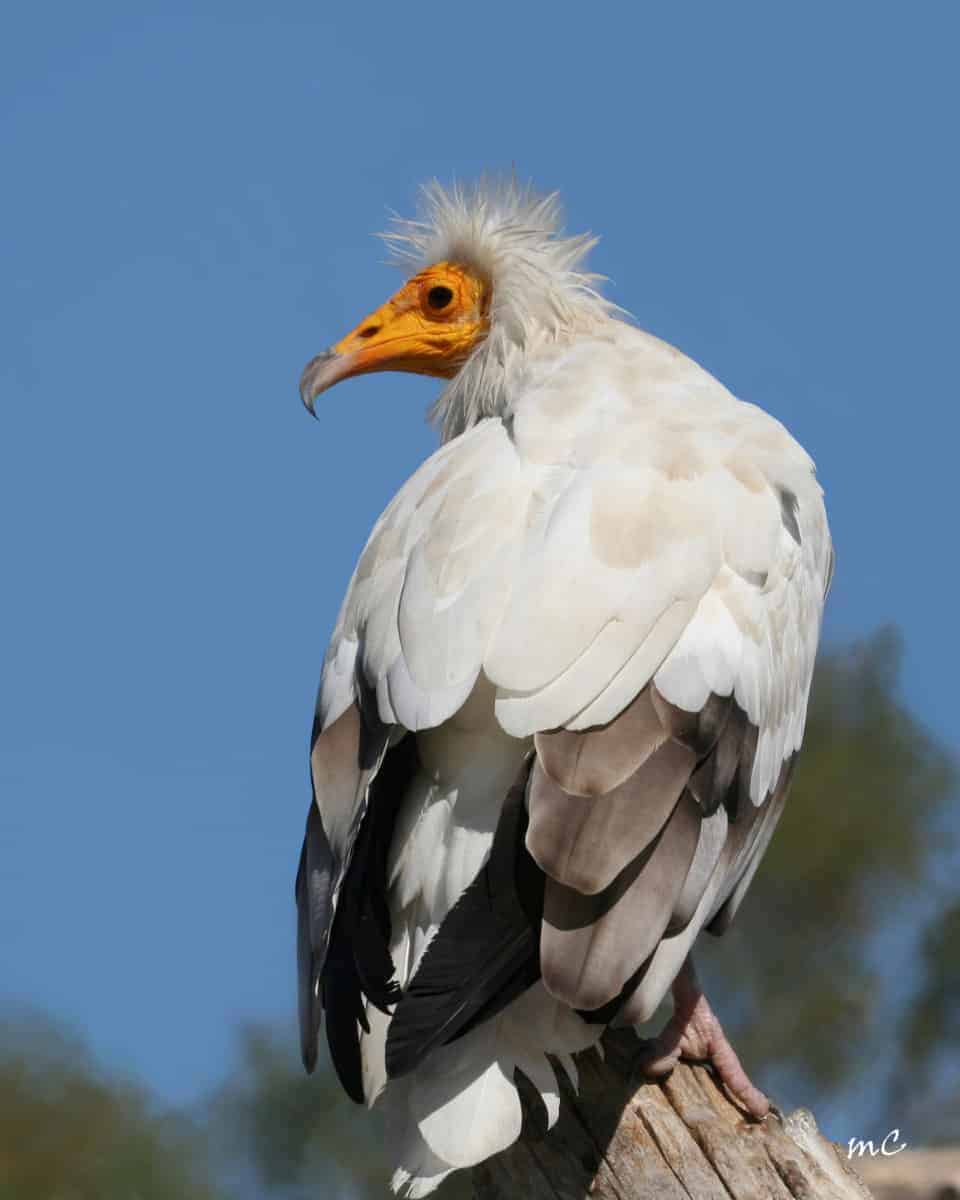 Egyptian Vulture (Neophron Percnopterus)