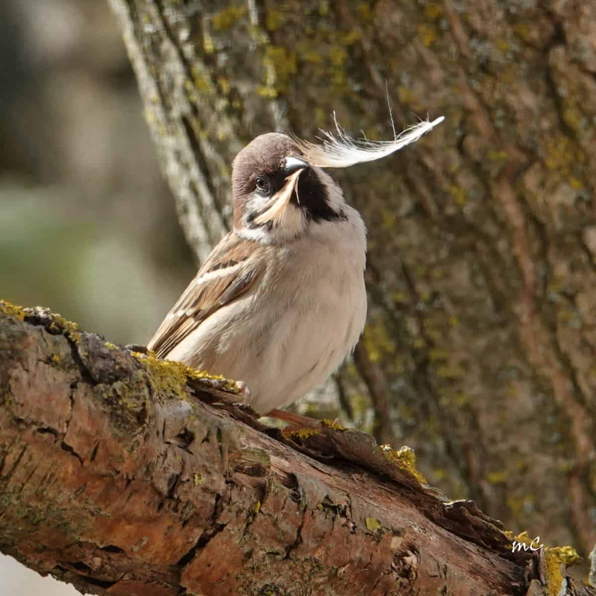 Eurasian Tree Sparrow at Work