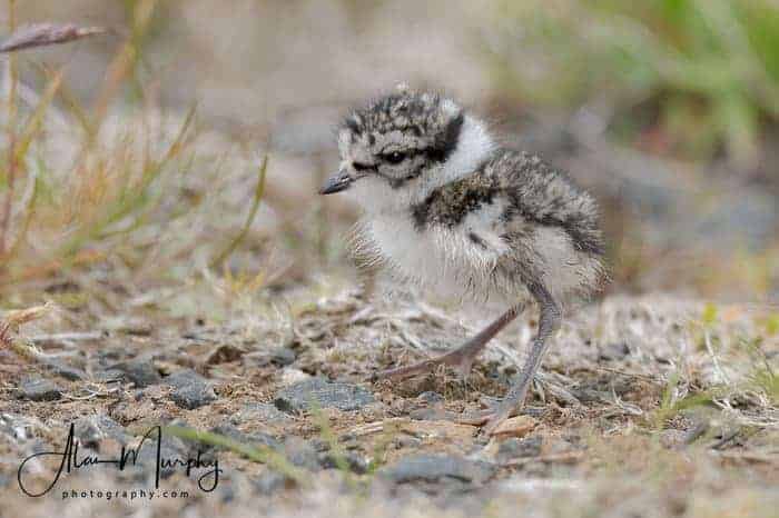 Common Ringed-plover Chick