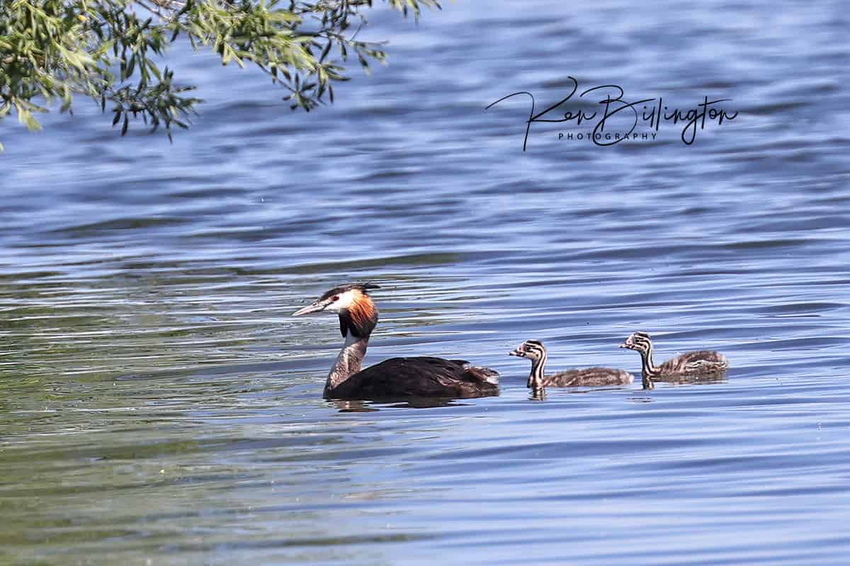 Happy Family – Great Crested Grebes