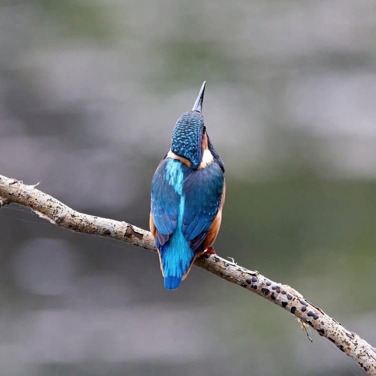 Kingfisher Rear View