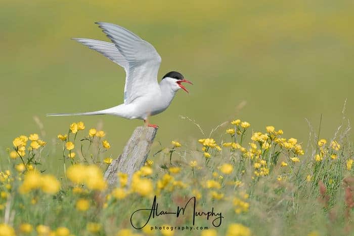 Arctic Tern Among the Meadow Buttercups