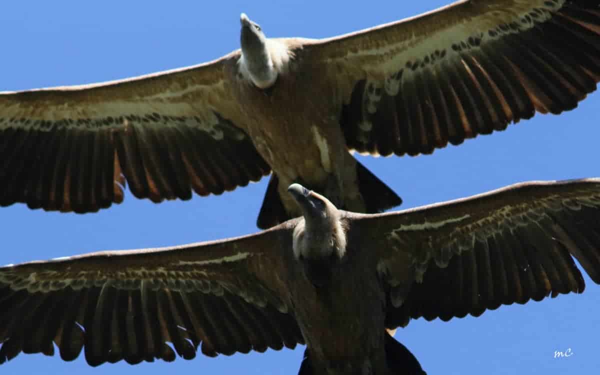 Flying Over – Griffon Vultures