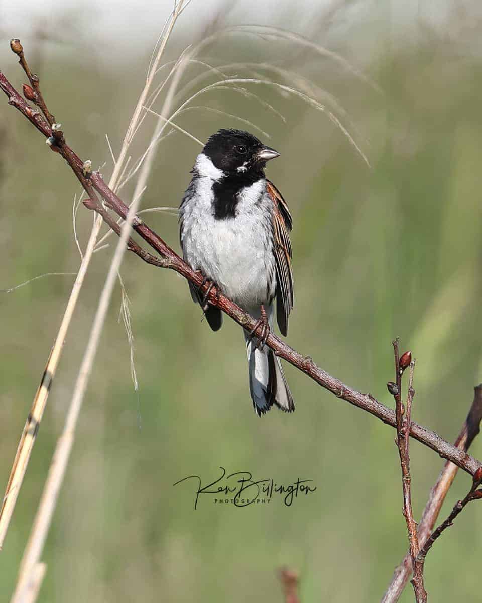 Reed Bunting in Full Song