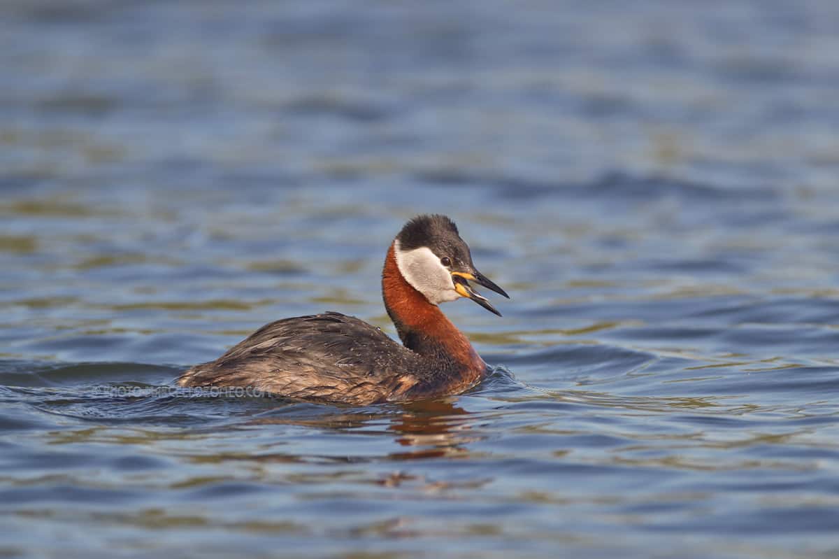 Red-necked Grebe Male in Summer Plumage