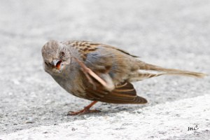 You Angry Bird (Dunnock)