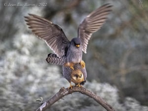 Red-footed Falcon - Falco Vespertinus