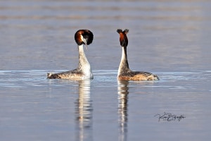 Mating Ritual - Great Crested Grebes