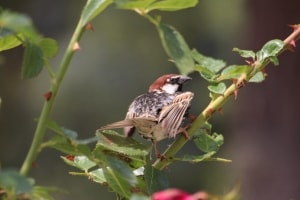 A Male Eurasian Tree Sparrow(Passer Montanus)