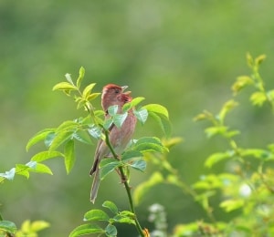 Common Rosefinch - C. erythrinus