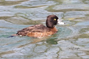 Tufted Duck Female