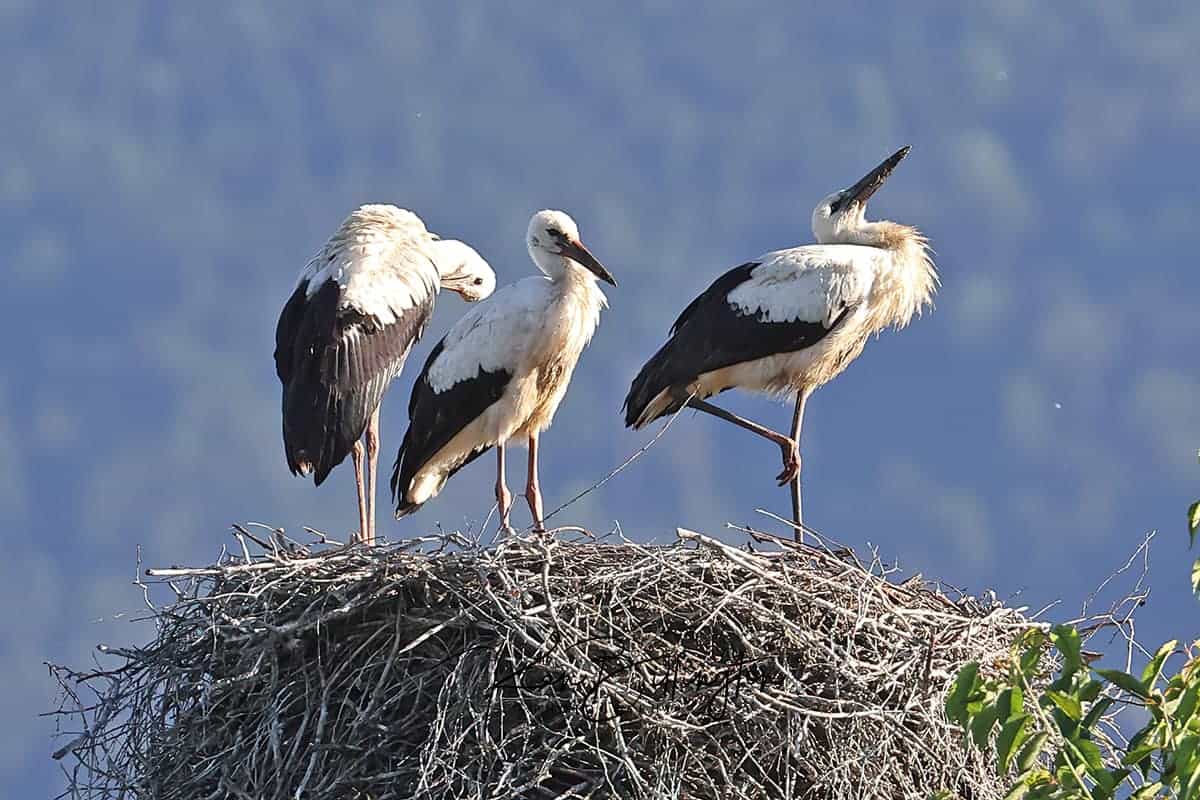Almost Ready to Fly – Juvenile White Storks