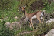Dorcas gazelle (Gazella dorcas)