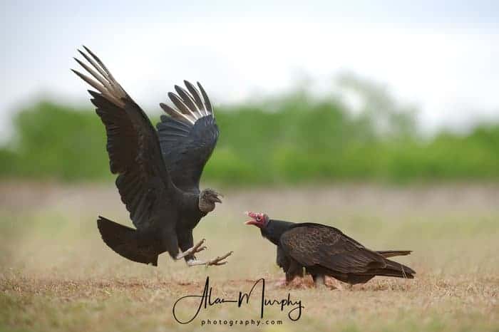 Black & Turkey Vultures