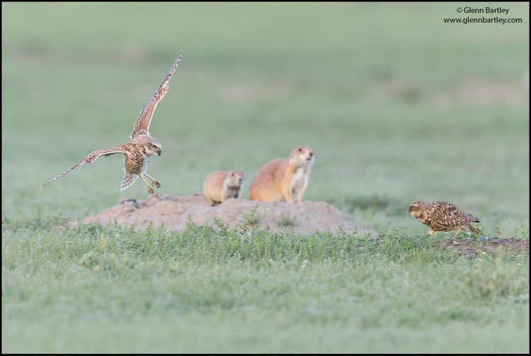 Burrowing Owls and Prairie Dogs