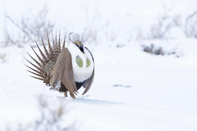 Greater Sage Grouse Focusing On Wildlife 2696