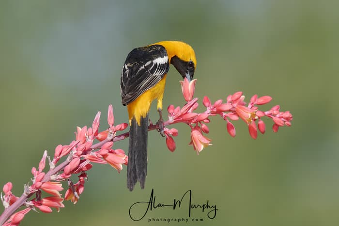 Hooded Oriole Feeding on Red Yucca