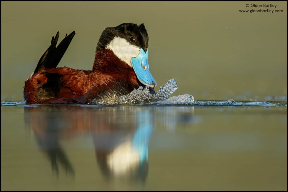 Ruddy Duck (Oxyura Jamaicensis)