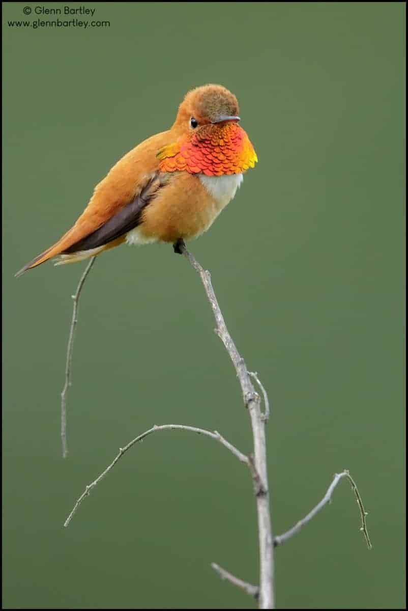 Rufous Hummingbird (Selasphorus Rufus)