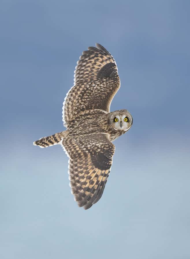 Short-eared Owl Flyby