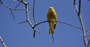 A Tightly Gripped Yellow Warbler
