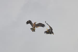 Tussling Juvenile Eagles